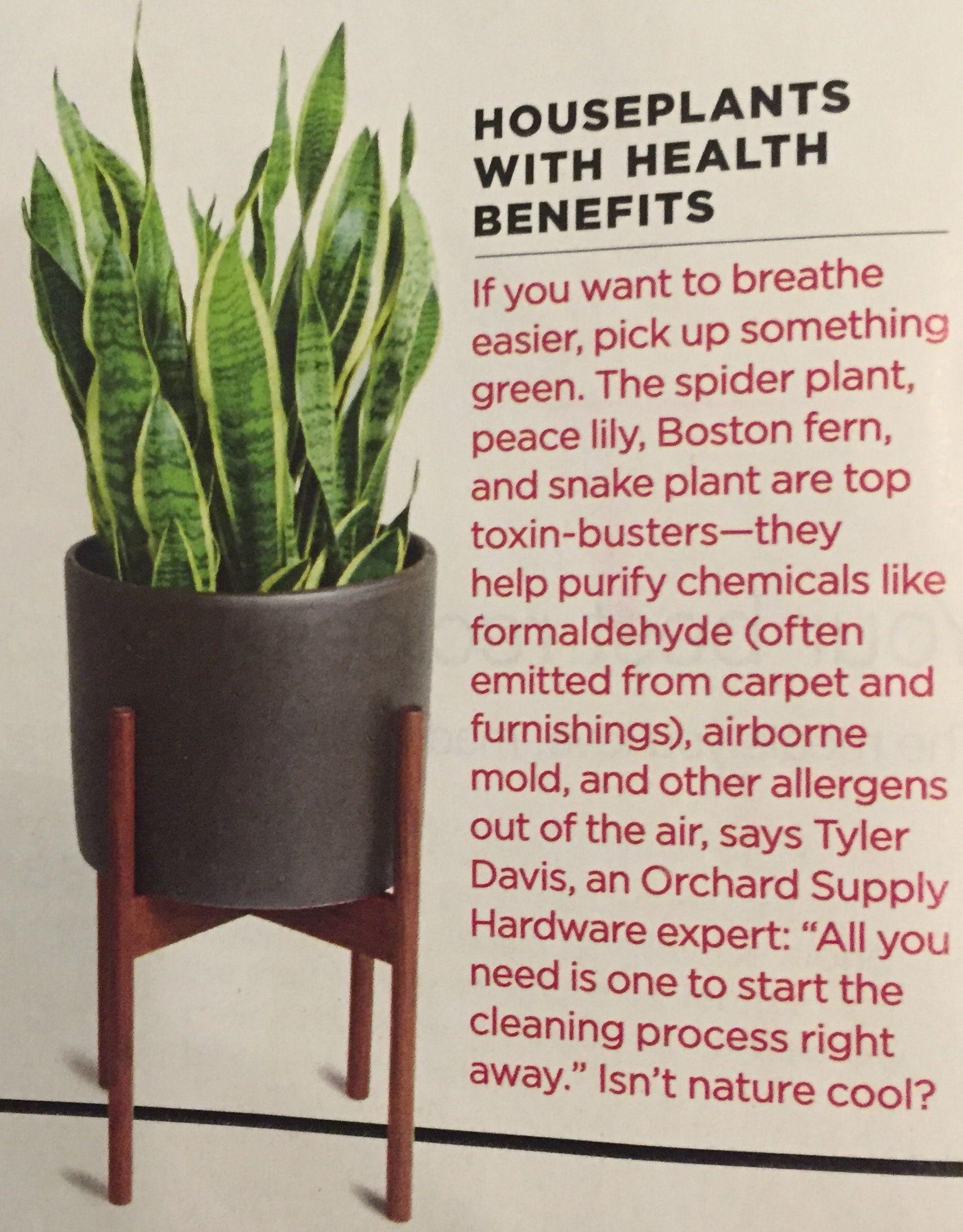 10 Benefits to Have Plants in Your House