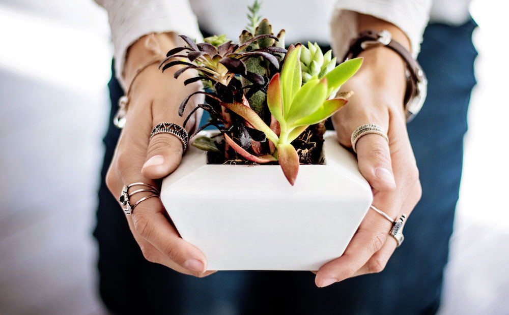 What is Plant Parenting?