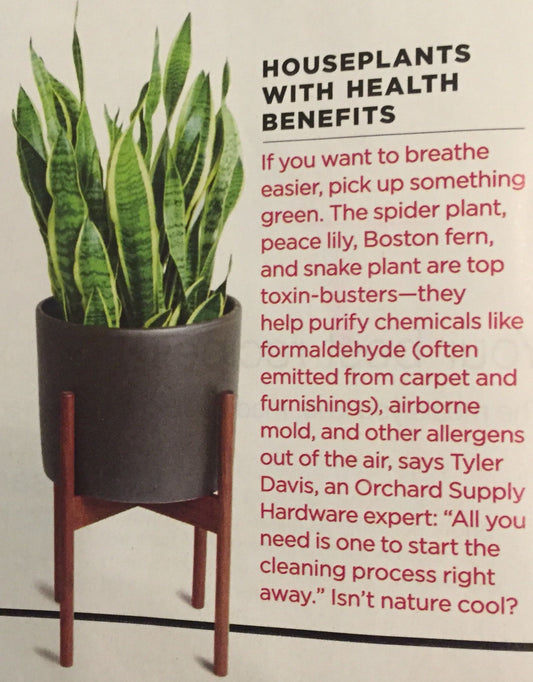 10 Benefits to Have Plants in Your House