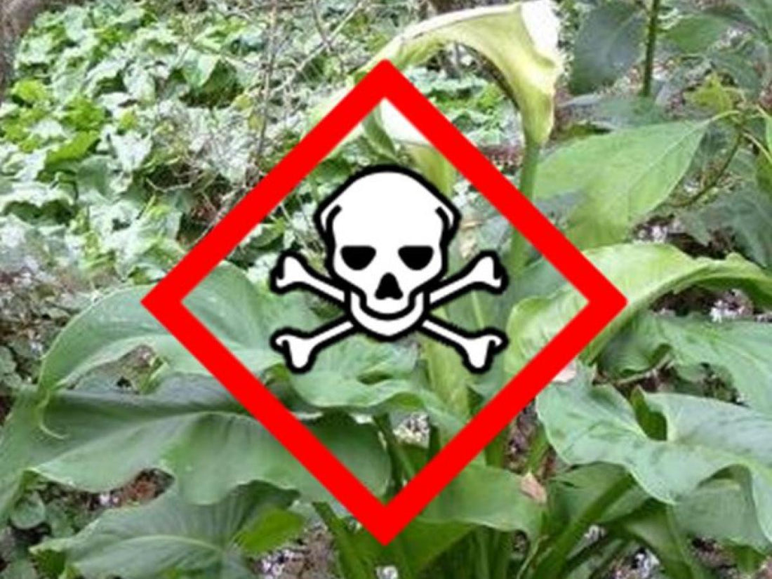 5 Toxic Plants You MUST Protect Your Pets and Children From