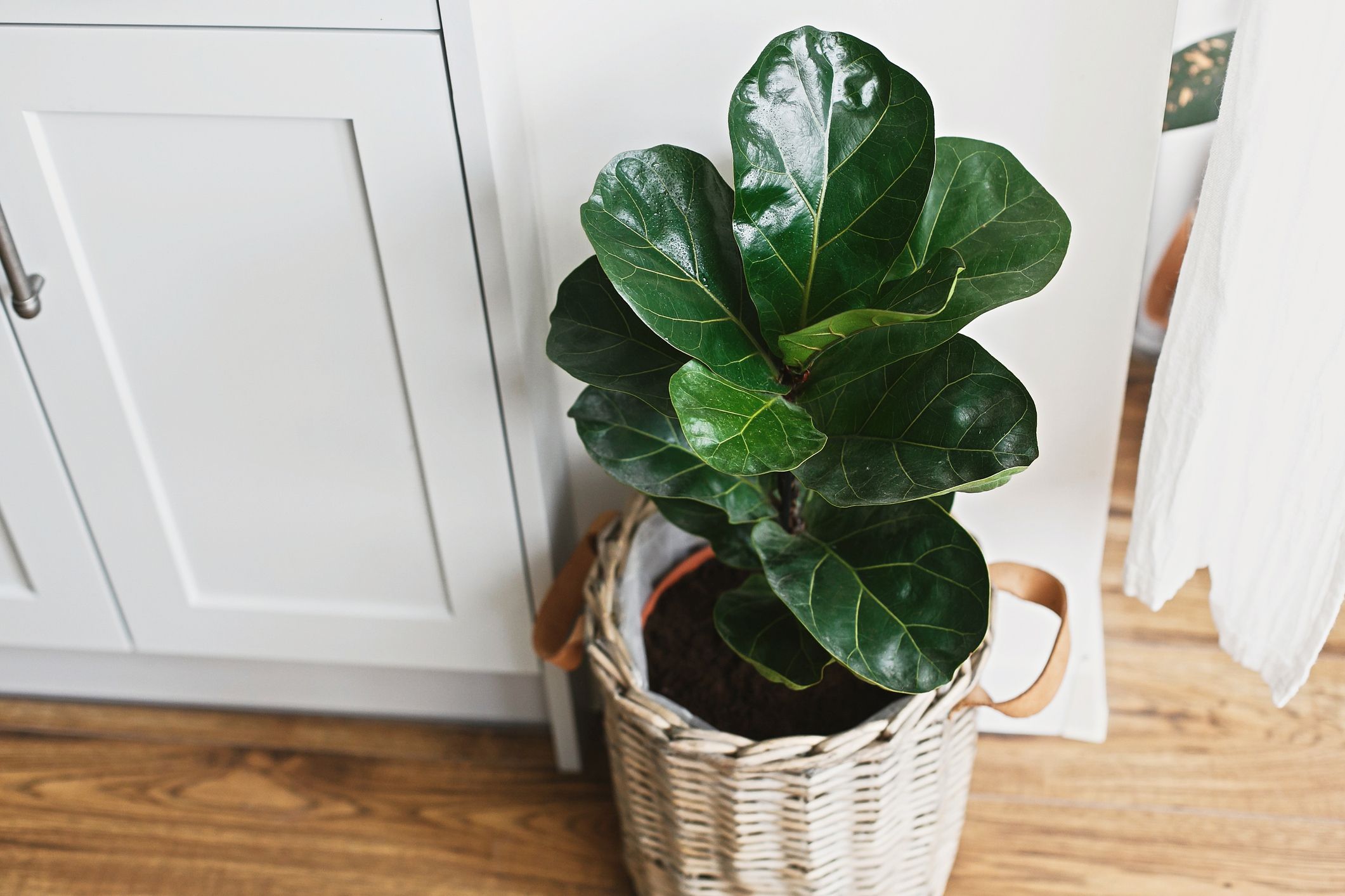 5 Benefits of Having Indoor Plants 