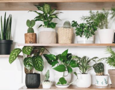 Invite Good Feng Shui Into Your Home With These Five Houseplants