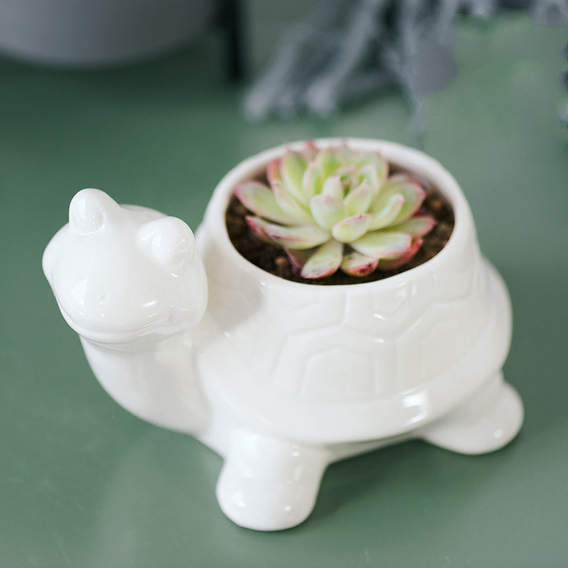 Succulent ceramic flowerpot