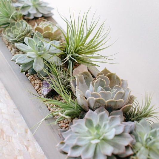 Modern live succulent arrangements in contemporary container, decorative moss and rocks. Perfect for gift giving in this holiday season