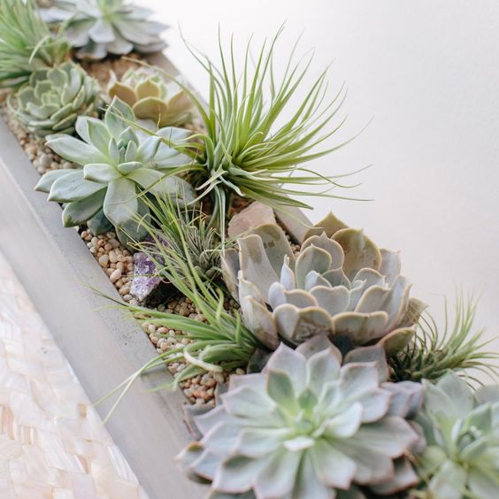 Modern live succulent arrangements in contemporary container, decorative moss and rocks. Perfect for gift giving in this holiday season