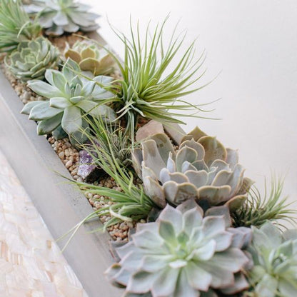 Modern live succulent arrangements in contemporary container, decorative moss and rocks. Perfect for gift giving in this holiday season