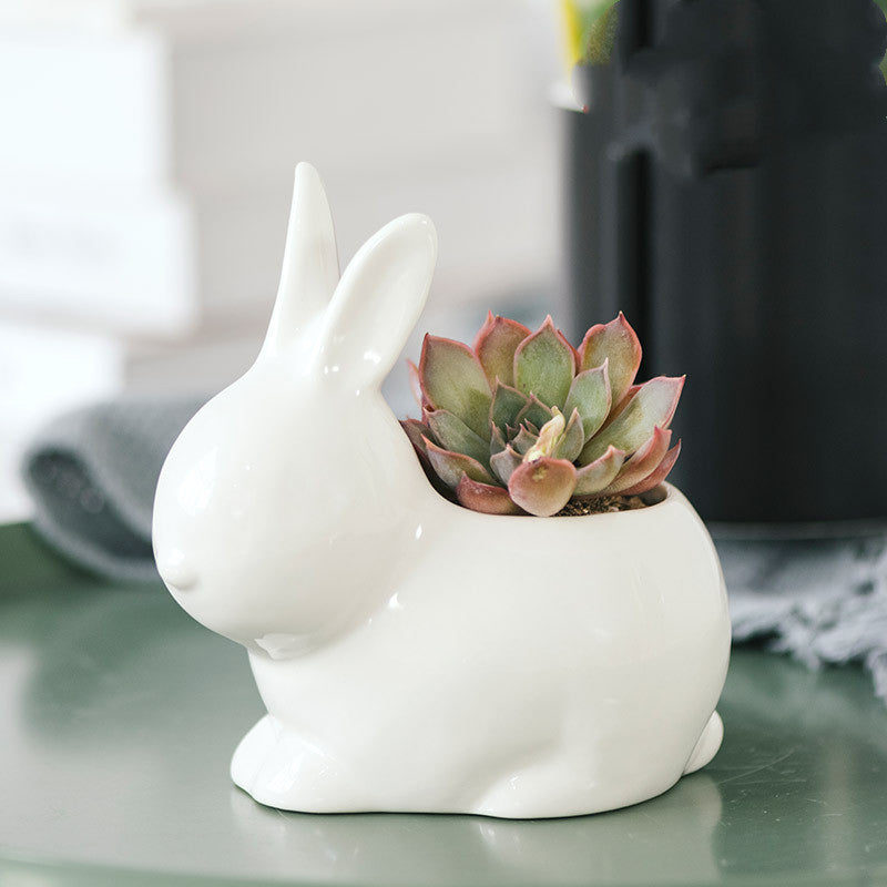 Succulent ceramic flowerpot