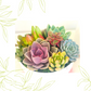 Modern live succulent arrangements in contemporary container, decorative moss and rocks. Perfect for gift giving in this holiday season