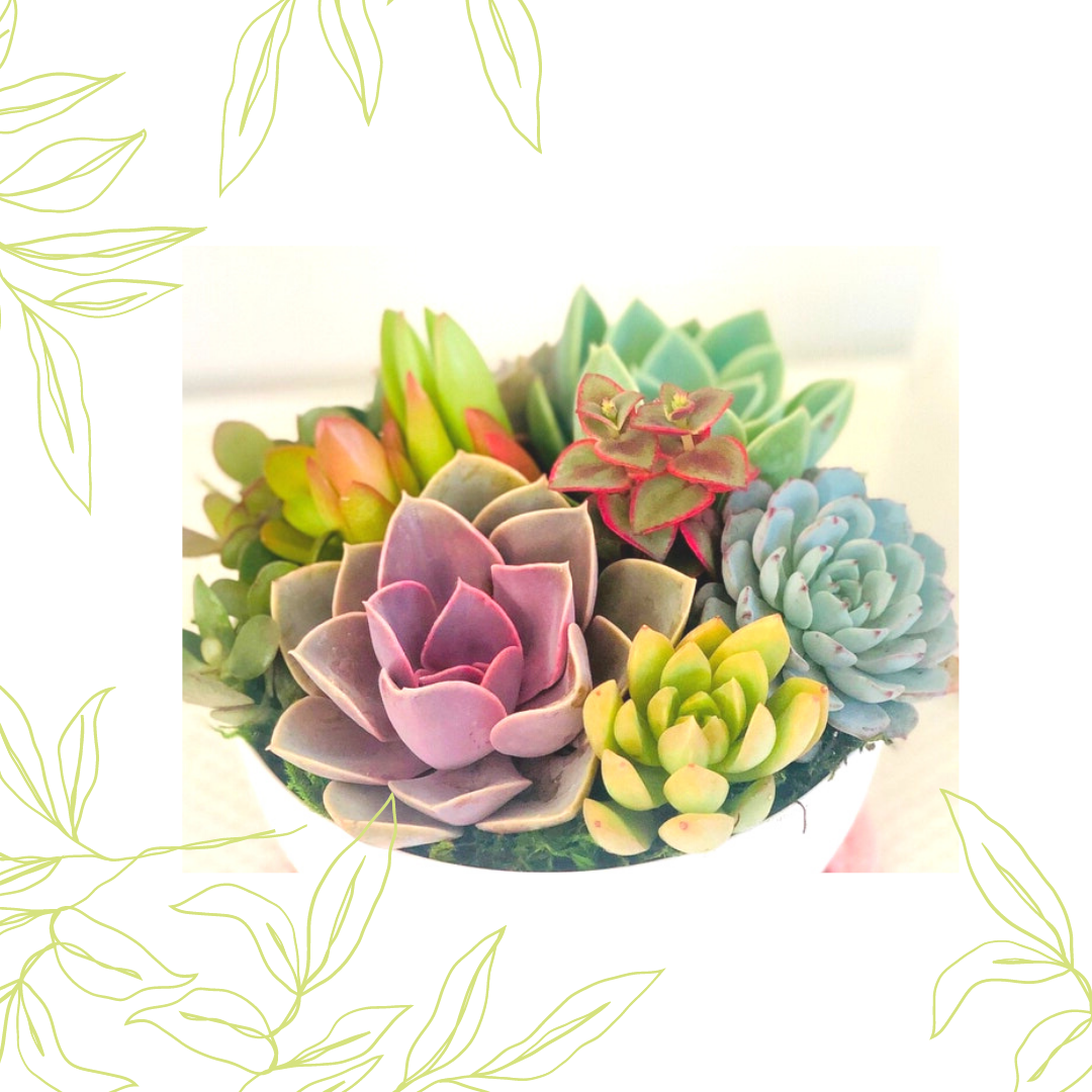 Modern live succulent arrangements in contemporary container, decorative moss and rocks. Perfect for gift giving in this holiday season