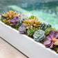 Modern live succulent arrangements in contemporary container, decorative moss and rocks. Perfect for gift giving in this holiday season